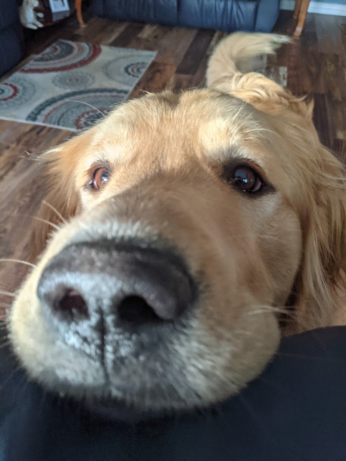 Ranger the golden retriever, Montana Balysky's beloved dog and inspiration for the book series